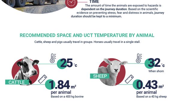 Infographic on animal welfare during transport