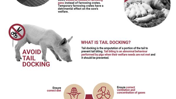 Infographic on welfare of pigs on farm